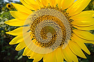Sunflower - Helianthus Annuus - Yellow Flower