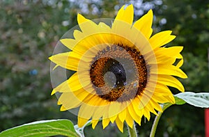 Sunflower Helianthus annuus, yellow flower with honey bee