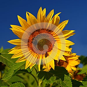 Sunflower. Helianthus Beautiful yellow blooming flower with blue sky. Colorful nature background for summer season.