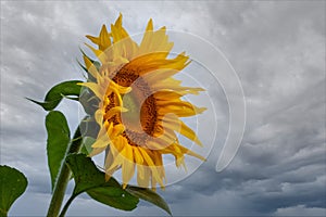 Sunflower, helianthus, lonely flower with cloudy sky.