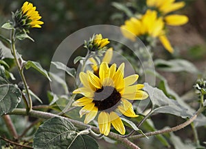 Sunflower Or Helianthus Species In Bloom