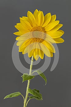 Sunflower (Helianthus) standing on grey background