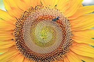 Sunflower with honey bee for background close up.