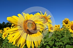 Sunflower with a honey bee a blue sky on background.