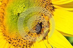 Sunflower with a honey bee. Selective focus.