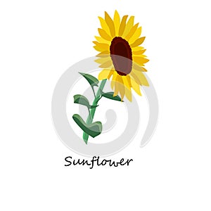 Sunflower. Honey planty.