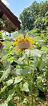 A sunflower in hot season