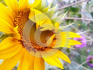 Sunflower image,Helianthus annuus flower image