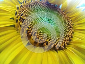 Sunflower image,Helianthus annuus flower image