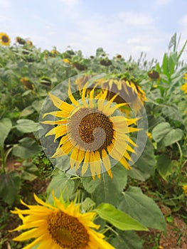 Sunflower indian flower garden cool flower