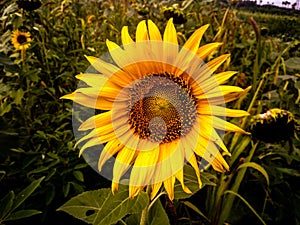 Sunflower indian  photo graphy style