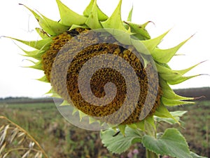 Sunflower inflorescence on a stalk with green leaves