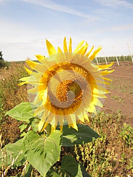 Sunflower inflorescence on a stalk with green leaves