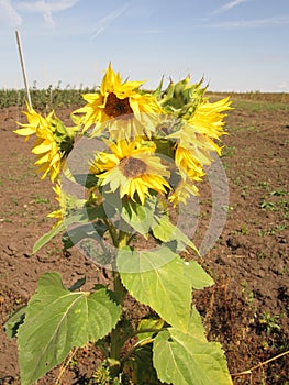 Sunflower inflorescence on a stalk with green leaves