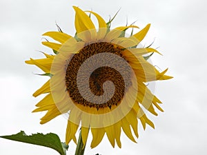 Sunflower inhale a piece of sun