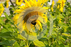 Sunflower with insect, Beautiful sunflower in the field