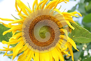 Sunflower