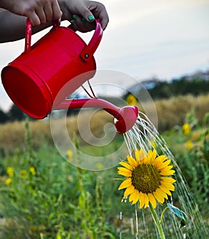 Sunflower irrigate photo