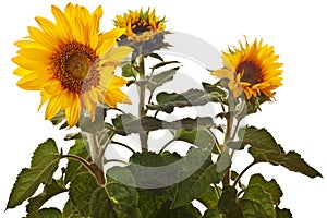 Sunflower isolated