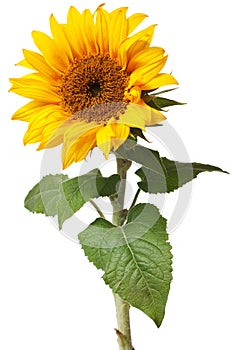 Sunflower isolated photo