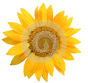 Sunflower isolated