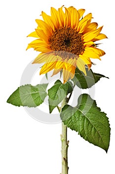 Sunflower isolated photo