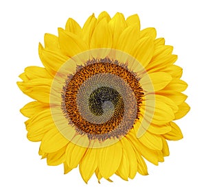 Sunflower isolated