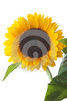 Sunflower Isolated