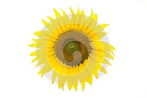 Sunflower Isolated.