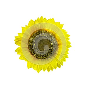 Sunflower isolated