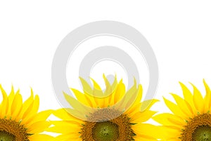 Sunflower Isolated background on white.