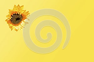 Sunflower isolated on bright yellow background, shinning like the sun