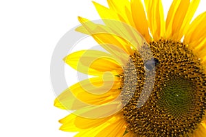 Sunflower isolated with bumble bee