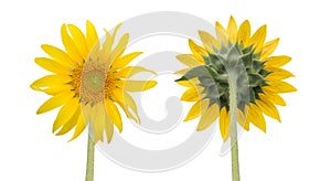 sunflower isolated front and back side