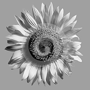 Sunflower isolated monochrome