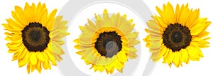 Sunflower Isolated on White photo