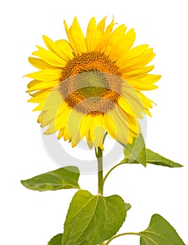 Sunflower, isolated on white