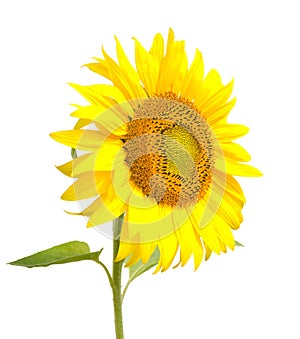 Sunflower, isolated on white