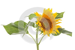 Sunflower isolated on white