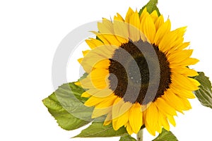 Sunflower isolated in white