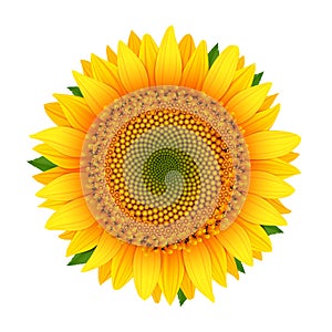 Sunflower isolated on white