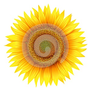 Sunflower, isolated on white