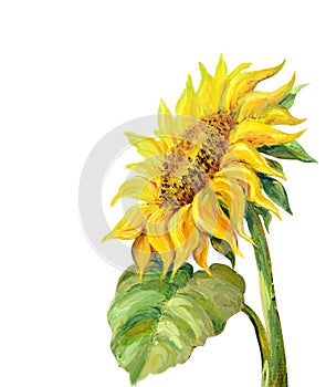 Sunflower isolated on white