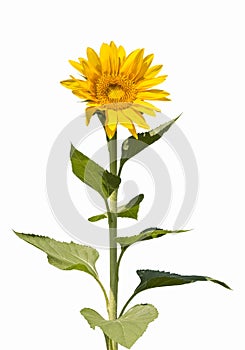 Sunflower isolated on white