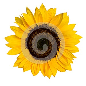 Sunflower isolated on white background