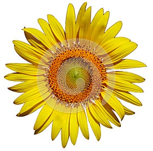 sunflower Isolated on white background