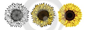 Sunflower isolated white background