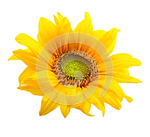 Sunflower isolated