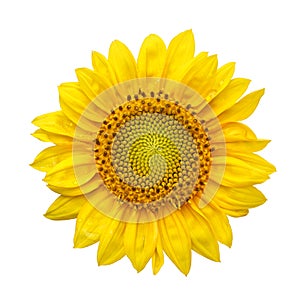 Sunflower with isolated on white background