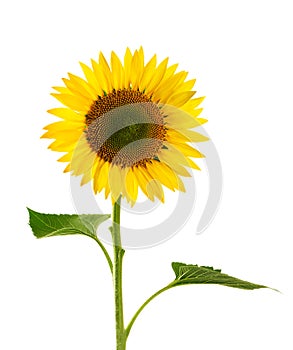 Sunflower isolated on white